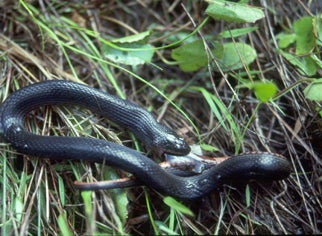 North Florida Swamp Snake | Outdoor Alabama